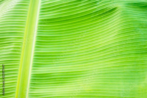 Closeup banana leaf with copy space. Texture.