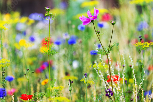 Plant a native habitat for insects, wildflower meadow with wild flowers and herbs