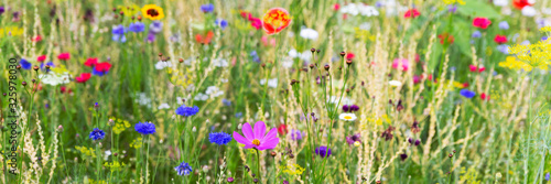 Header with wild herbs and wildflowers, natural and native gardening