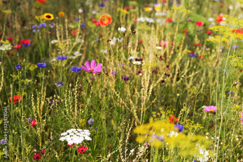 Fototapeta Naklejka Na Ścianę i Meble -  Butterfly meadow with wildflowers and wild native herbs
