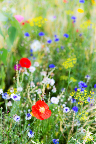 unspoilt wildflower meadow at the heyday, colorful flower field