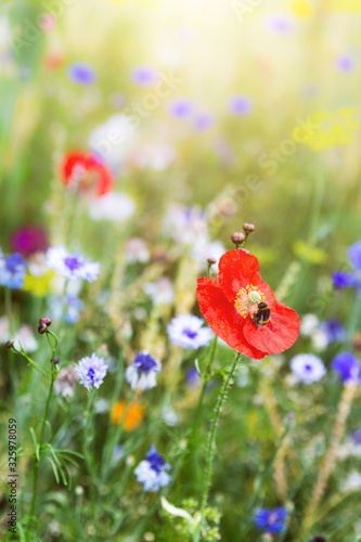 Beautiful flower meadow with wildflowers and colorful blossoms photo