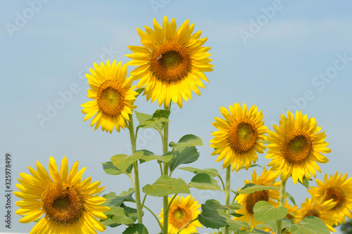  Tropical sunflower field 