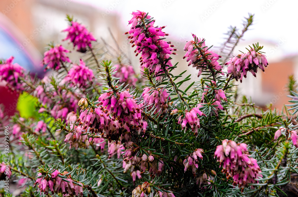 Obraz premium Purple loosestrife