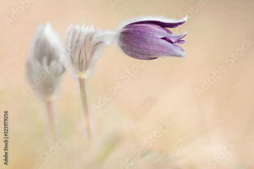 The rare Mountain Pasque flower (Pulsatilla montana) photo