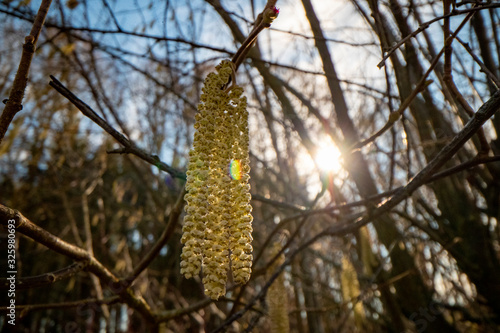 Hasselnuss Pollen photo