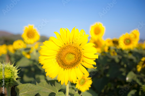 closeup sunflower field in blue sky