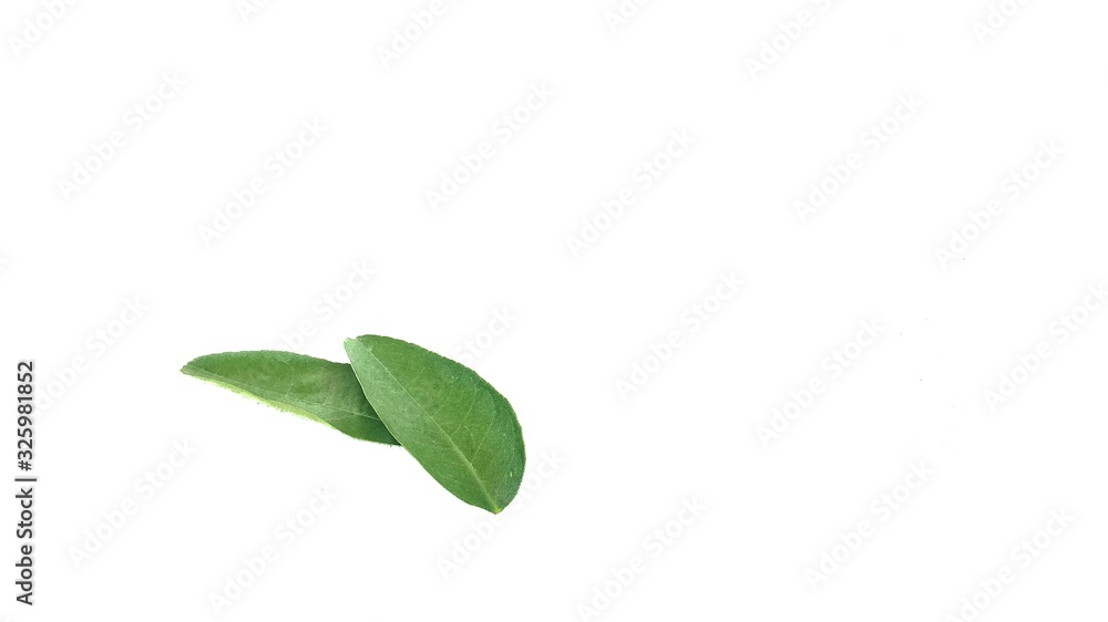 green leaves on white background green leaves on white background
