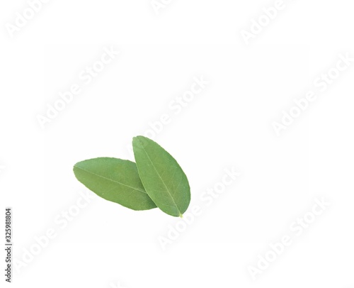 green leaf isolated on white background