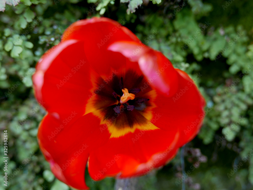 macro di vivido tulipano rosso in giardino macro di vivido tulipano rosso in giardino