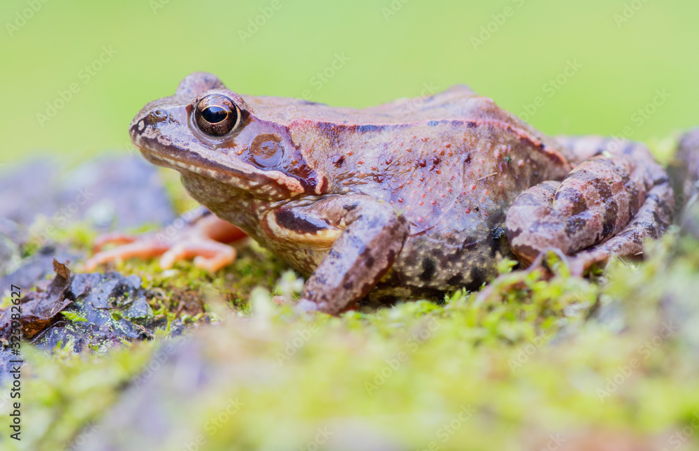 Obraz premium Frog resting in a forest