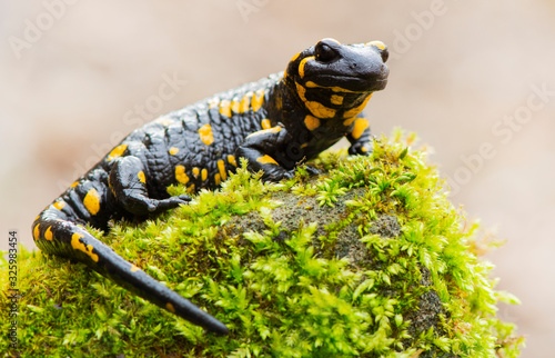 Fire salamander resting in a forest photo
