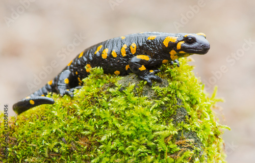 Fire salamander resting in a forest