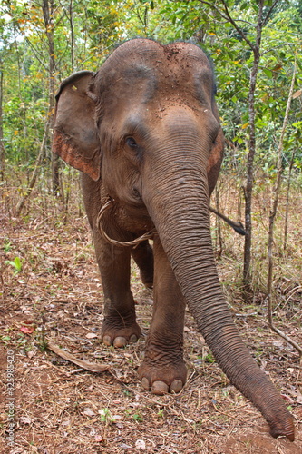 Meeting elephants in Cambodia