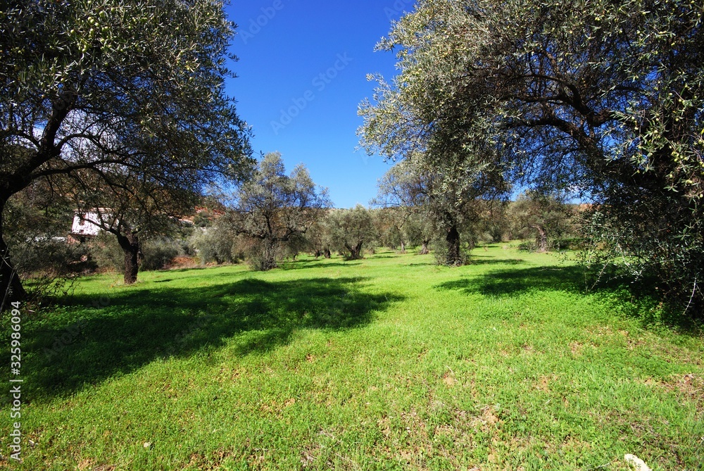 View of olive trees in field, Monda, Spain. View of olive trees in field, Monda, Spain.