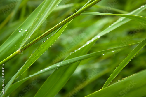 Image with green grass of reeds with rain drops