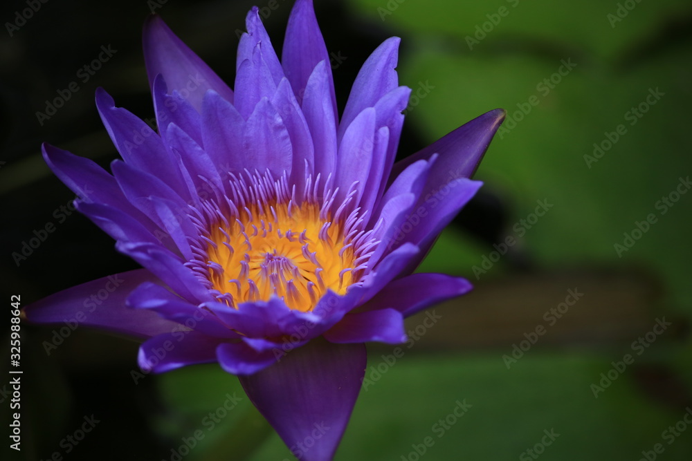 A beautiful pink waterlily or lotus flower A beautiful pink waterlily or lotus flower