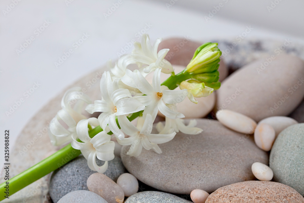 Still Life With Little White Spring Flowers
