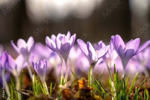Close up blooming crocus flowers in the park. Spring landscape. Beauty in nature