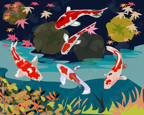 Fish koi carp swim in the pond