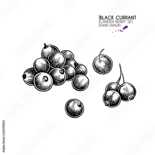 Hand drawn black currant branch, leaf and berry. Engraved vector illustration. Blackberry agriculture plant. Summer harvest, jam or marmalade vegan ingredient. Menu, package, cosmetic and food design.
