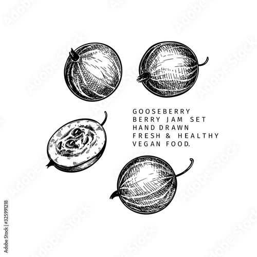 Hand drawn gooseberry branch, leaf and berry. Engraved vector illustration. Dewberry agriculture plant. Summer harvest, jam or marmalade vegan ingredient. Menu, package, cosmetic and food designю