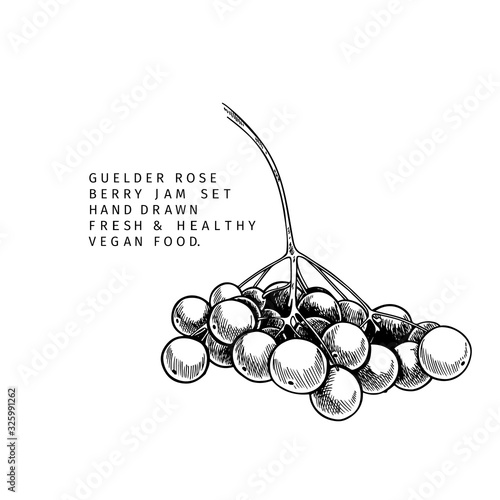 Hand drawn guelder rose branch, leaf and berry. Engraved vector illustration. Virginity agriculture plant. Summer harvest, jam or marmalade vegan ingredient. Menu, package, cosmetic and food design.