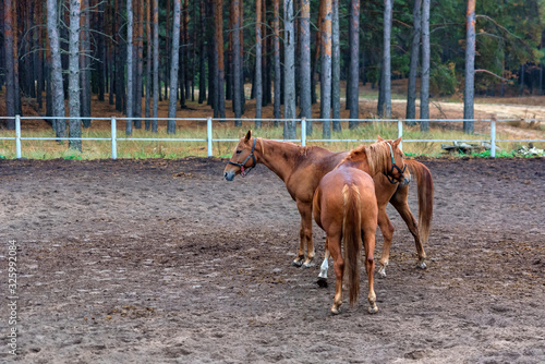 Two young horses in enclosure close up