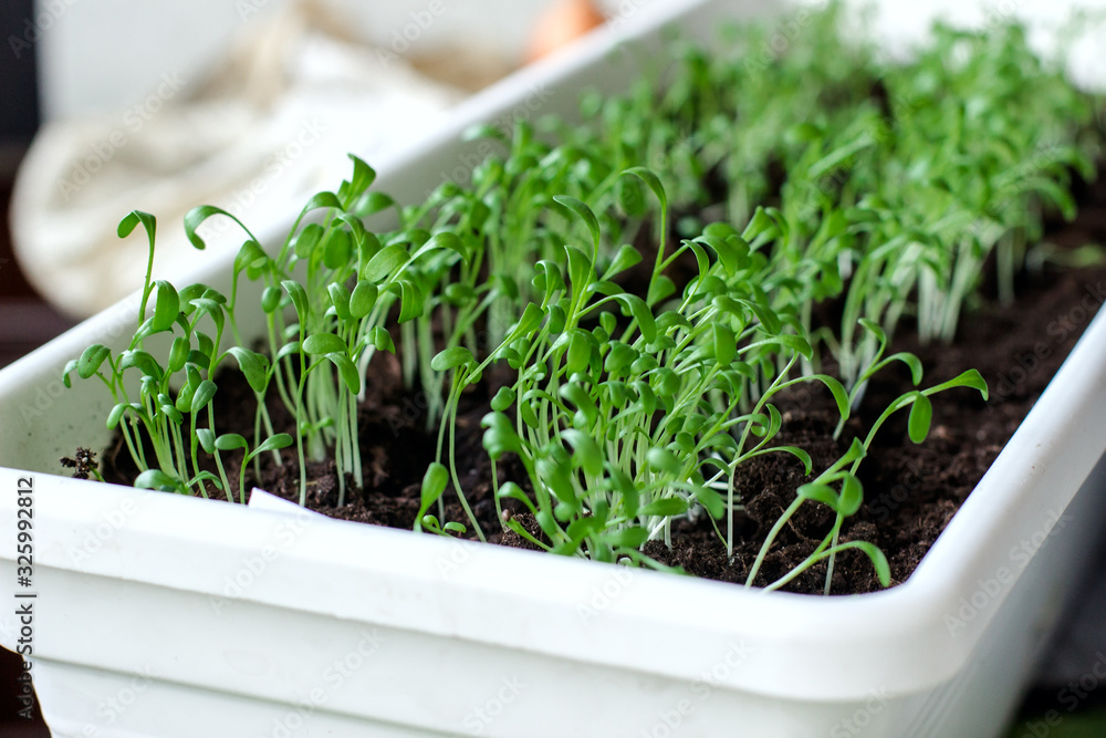 Growing eco plant. Healthy lifestyle, stay young and modern restaurant cuisine concept Growing eco plant. Healthy lifestyle, stay young and modern restaurant cuisine concept