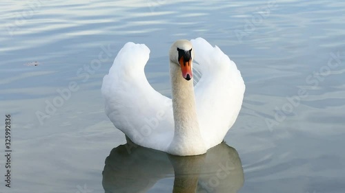Swan with open wings enjoy on the lake on a brright sunny day  photo