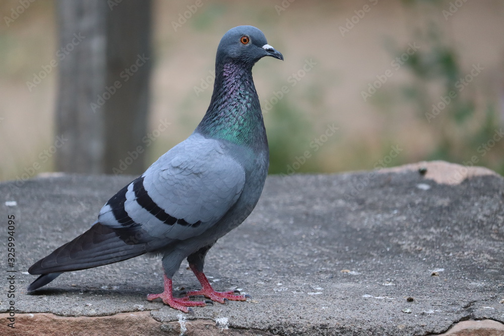 desert pigeon portrait