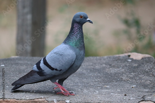 A blue pigeon in side view