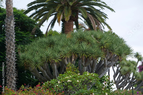 Exotic tropical plants on Tenerife island  Canary islands  Spain