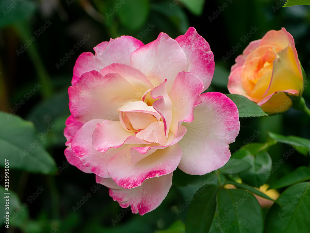 Close up rose flower on blur background.