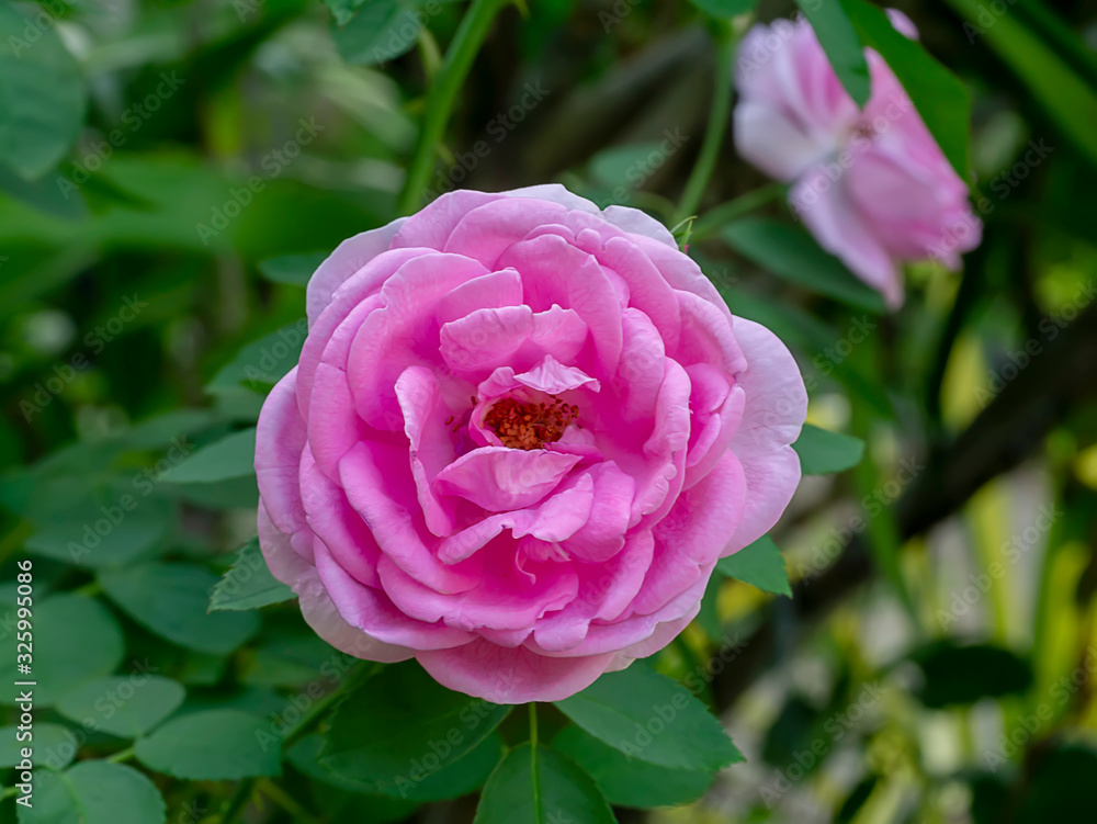 Pink of Damask Rose flower