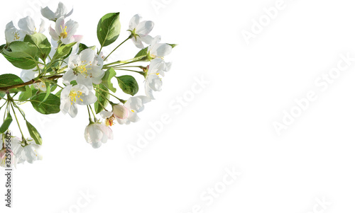 Spring blossoming of apple tree branch on white background isolated