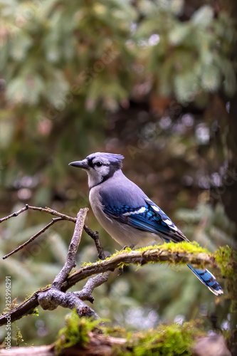 Blue jay sitting on a branch near birds feeder.