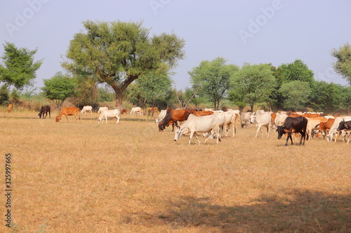 multicolored cows group in thar India