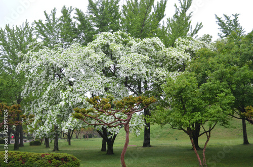 Some trees are clustered at the base of a grass-covered hill in a park. One is covered in white blossom. An azalea bush is in the foreground  with pink flowers. A path is to one side.