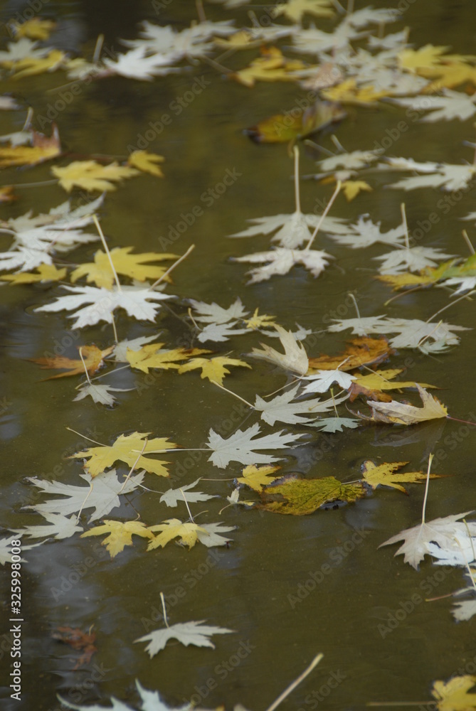 autumn autumn