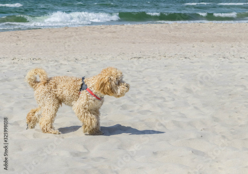 Goldendoodle dog in profile outside on sandy beach near the sea © bohemama