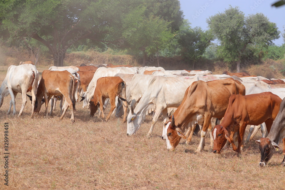 Obraz premium multicolored cows group in thar
