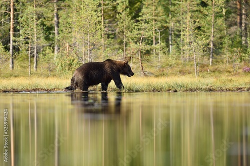 brown bear walking in bog at summer daylight