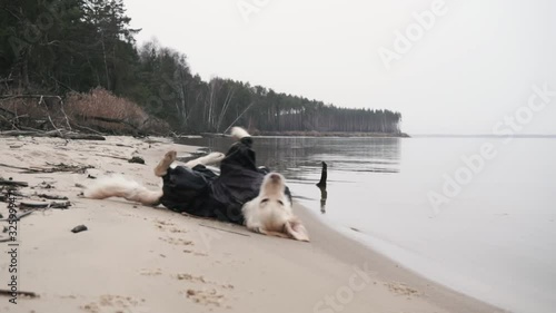 Dog wearing raincoat rolling on her back on the beach near the sea