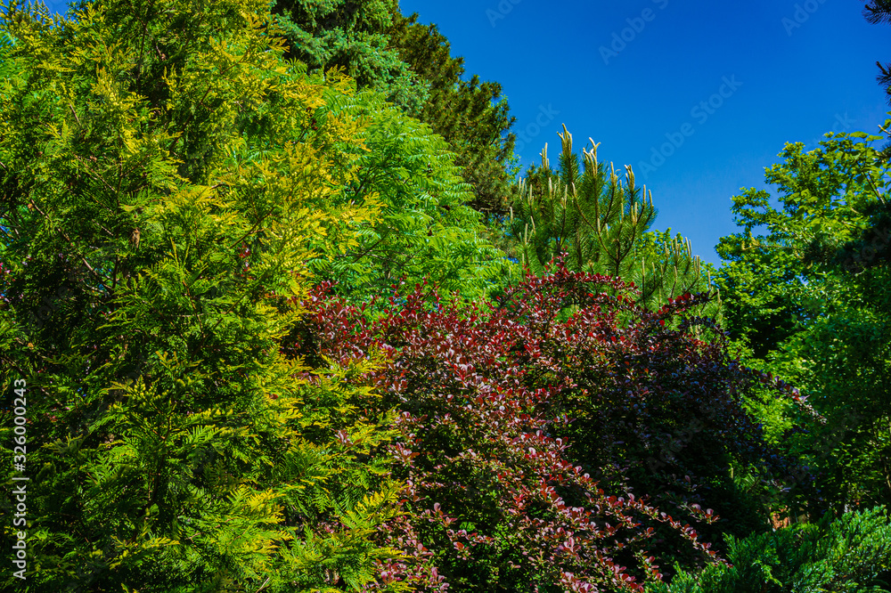 Very beautiful sunny landscaped garden with evergreens and bushes. Many boxwood trees Buxus sempervirens and pines. Pinus parviflora Glauca.  Peaceful atmosphere of relaxation. Calmness and pleasure.
