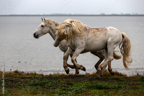 Duo d'étalons