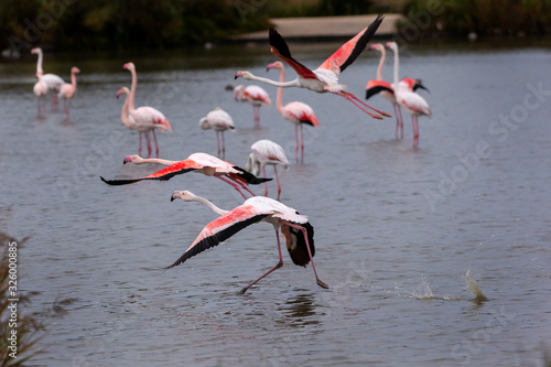 Flamants roses