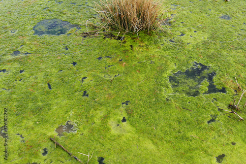 mossy pond, mossy swamp area, green algae,