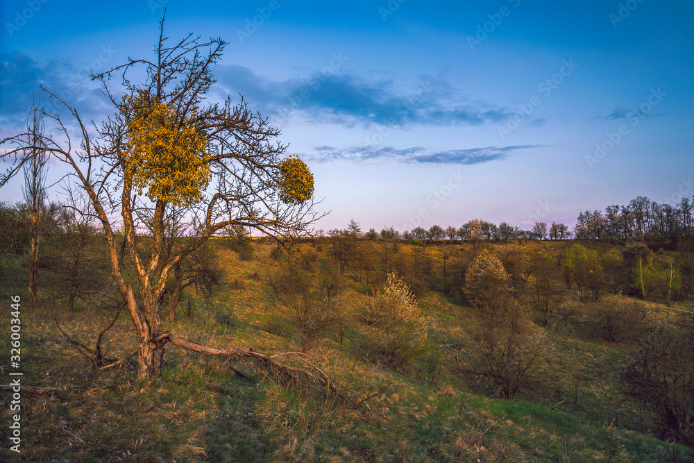 Obraz premium Spring landscape