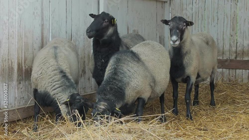 Romanov sheep eats hay in the stall.